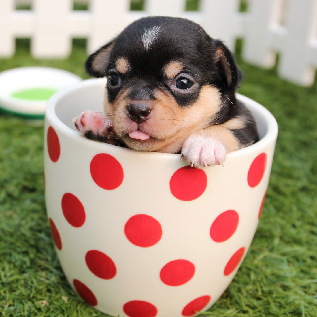 10 Tricks for Training Your New Puppy